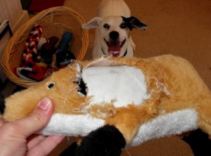 Jack Russell Destroying a Dog Toy
