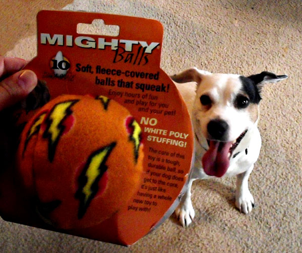 tough dog toys
