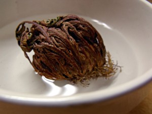 Where to buy a resurrection plant for Sunday School activities