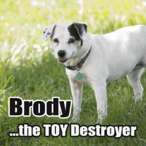 I have found the MOST indestructible squeaky dog toys on the market! Seriously, chew toys your dog won't destroy. My Jack Russel is a pro at tearing toys to pieces and I have found the BEST squeaky dog toys for aggressive chewers.