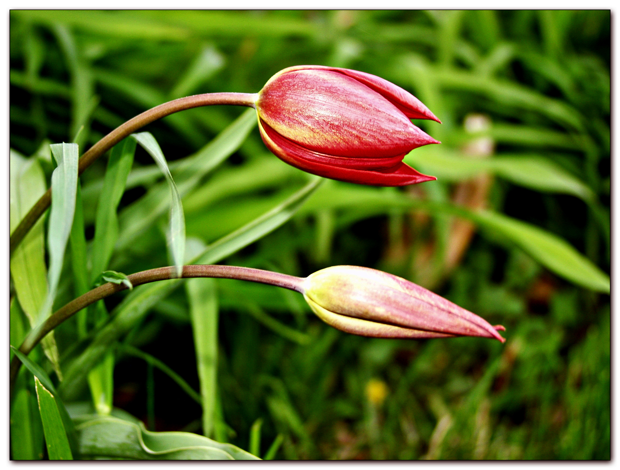 Red Tulip Gifts and Decor