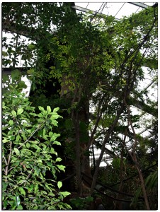 Lied Jungle Omaha Zoo: treetop and canopy is over two stories tall