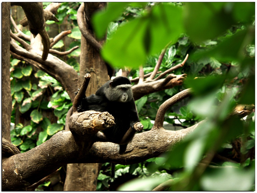 Lied Jungle Omaha Nebraska - Free roaming Monkeys roam the jungle and may just jump on your head