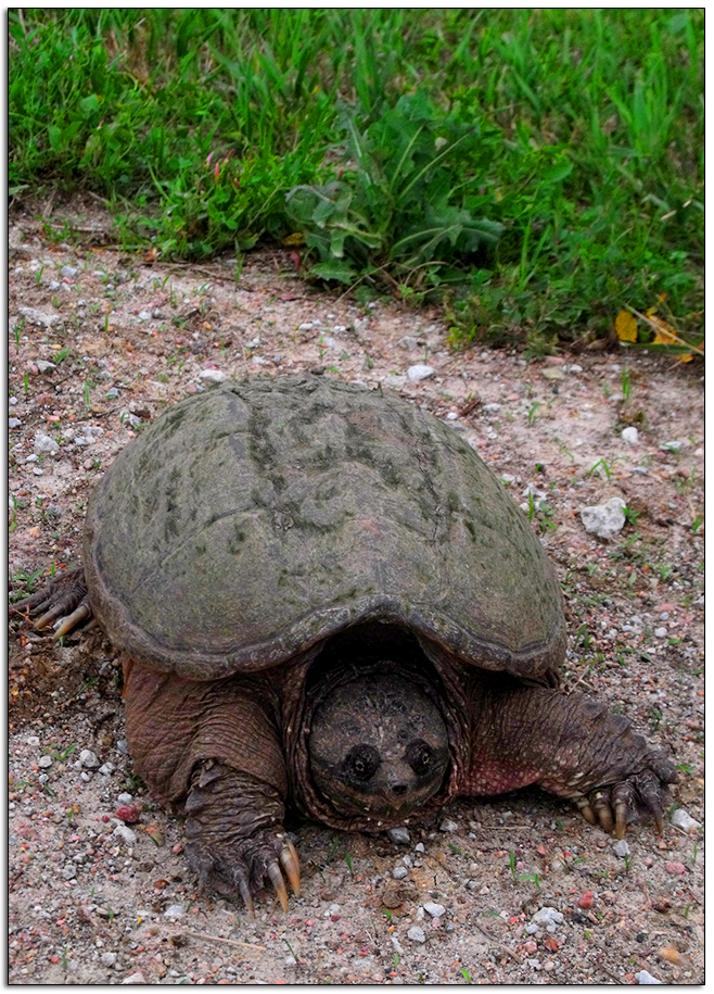 Snapping Turtle why did the turtle cross the road