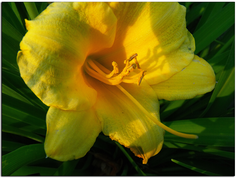 Stella de Ora Day Lily