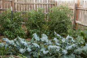 First Year Vegetable Garden