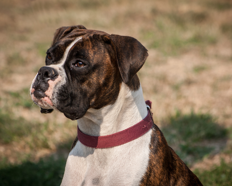 Purebred Boxer