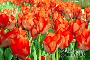 Interesting and Fun Facts about Tulips