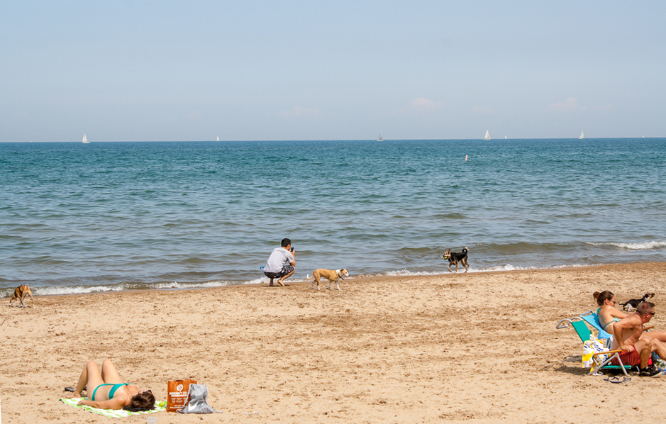 Dog beach on Lake Michigan, Chicago