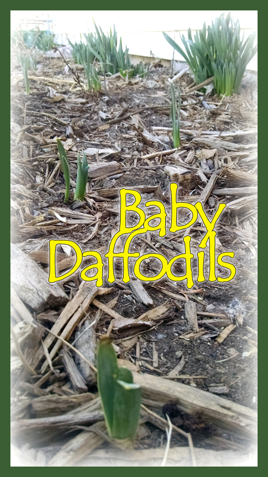 Transplanted Daffodil bulbs one year after planting