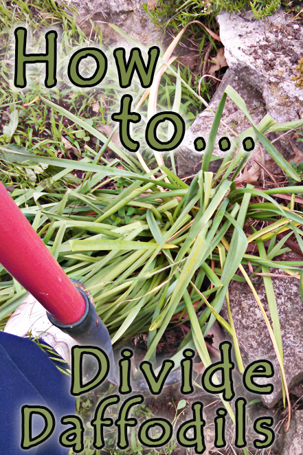How to Divide Daffodils