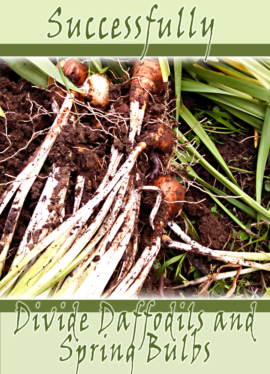 How to divide spring daffodils
