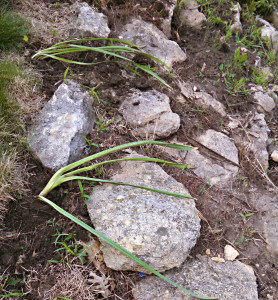 Newly transplanted daffodils