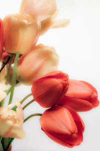 Flower photography and editing in Lightroom