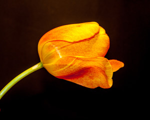Single orange tulip