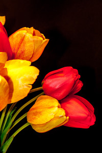 Tulips edited in Lightroom