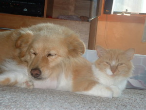 Dogs and cats can live together in peace and love each other as friends