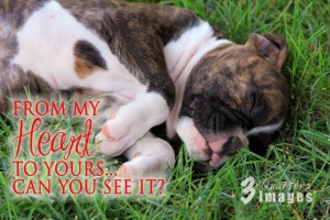 Unique Heart pattern on a brindle boxer