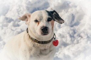 Our Jack Russell dog loves playing in the snow