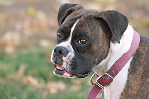 My Beautiful Brindle Boxer, "Leah"