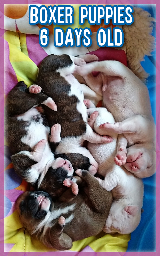 Leahs puppies from her first litter in 2015