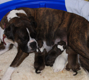 Leah and puppies one day old