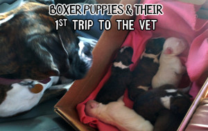 Boxer puppies and the first time to the veterinarian