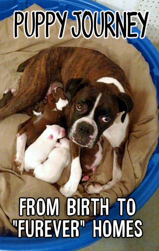 Boxer puppies from whelping to furever homes