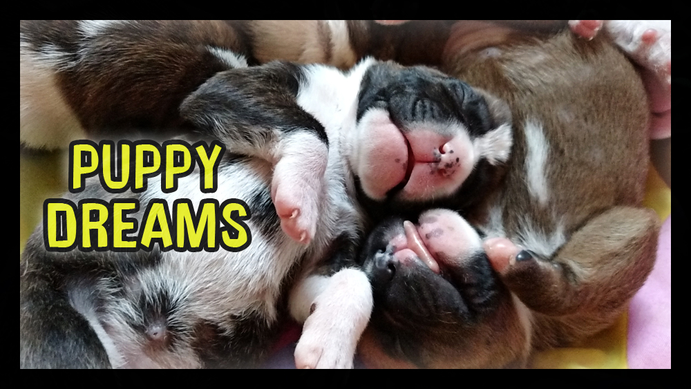 Boxer puppy dreams