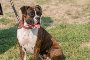 Leah our Boxer