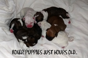 Boxer puppies hours old