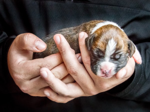 Boxer Puppy 1 wk old posing for puppy photography