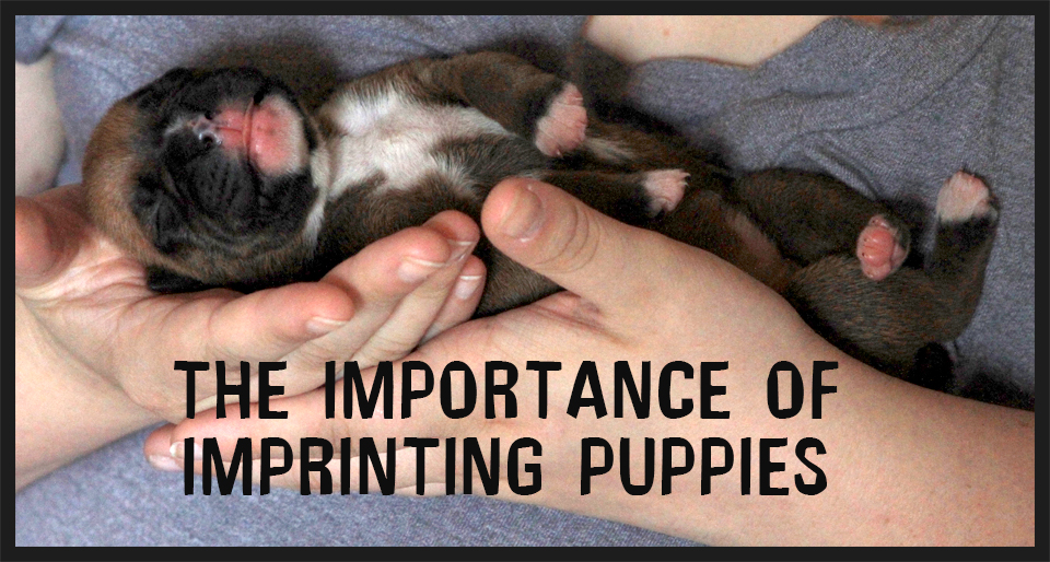 Puppy Imprinting and training and when start training puppy