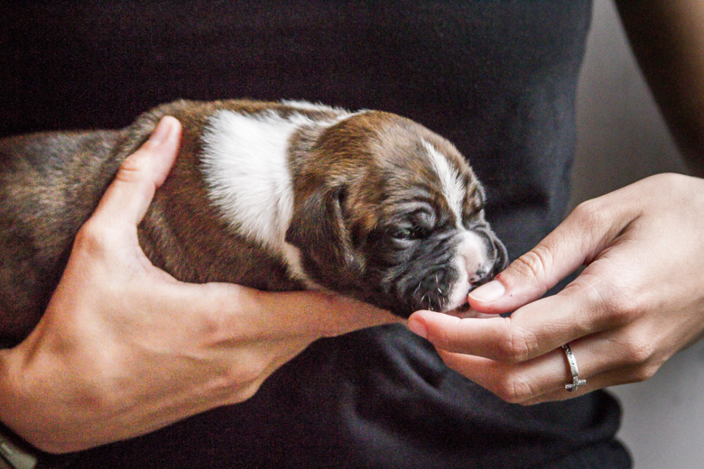 Top secrets training your puppy and best puppy training books