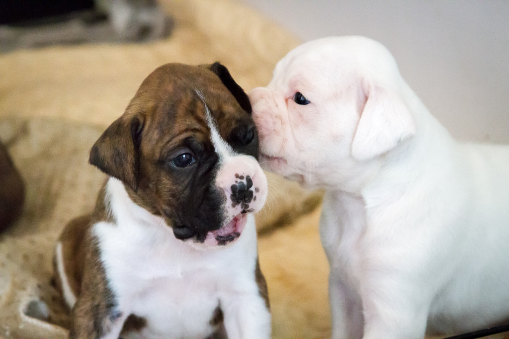 Potty training puppies crate, when kennel training a puppy really starts