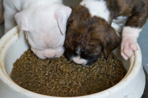 Weaning puppies 3 weeks and best way socialize puppy