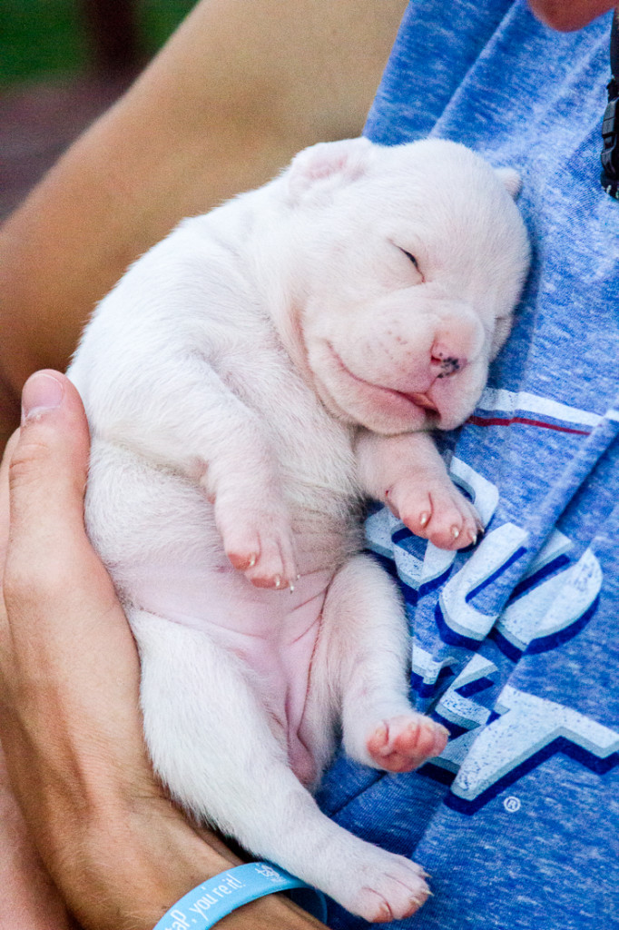 Socialization training dog and Assistance dogs international