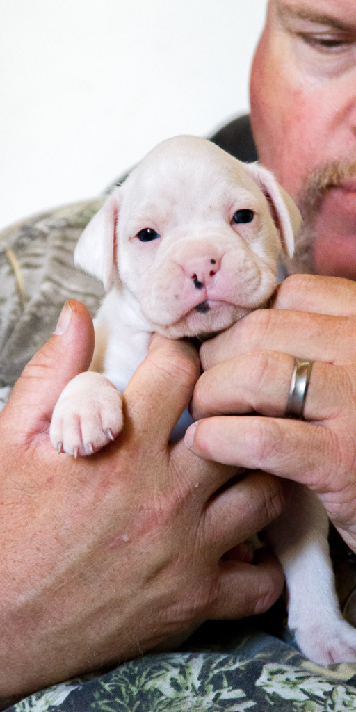 Best way socialize puppy with other dogs