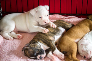 When to start training a puppy to potty training puppies crate