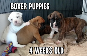 How to raise newborn puppy and kennel training puppy to poop and pee outside