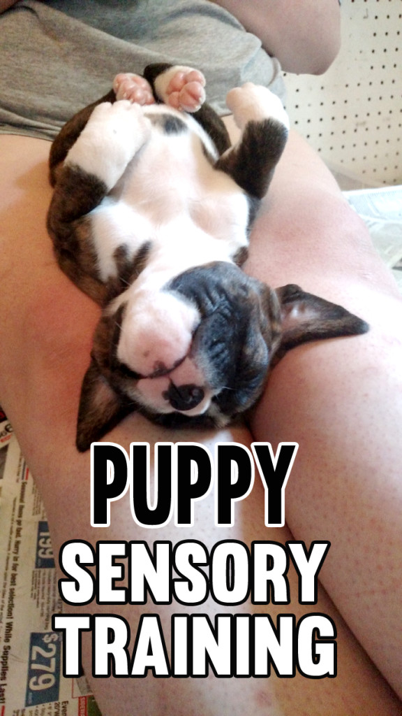 socialization training dogs