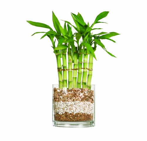 Brussel's Lucky Bamboo, Fence