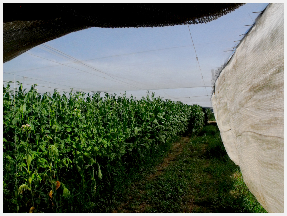 Shade Tobacco growing in the Connecticut River Valley